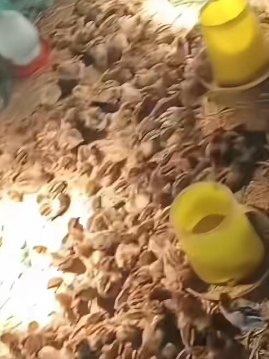 养鸡想赚外快？别被这3个骗局坑！有人掏2万6买温棚，鸡苗影子都没见咱普通人