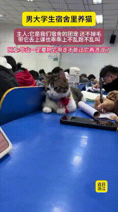 高校宿舍惊现“旁听生”！橘猫端坐课桌陪上课，全程乖巧萌化网友某高校课堂上，