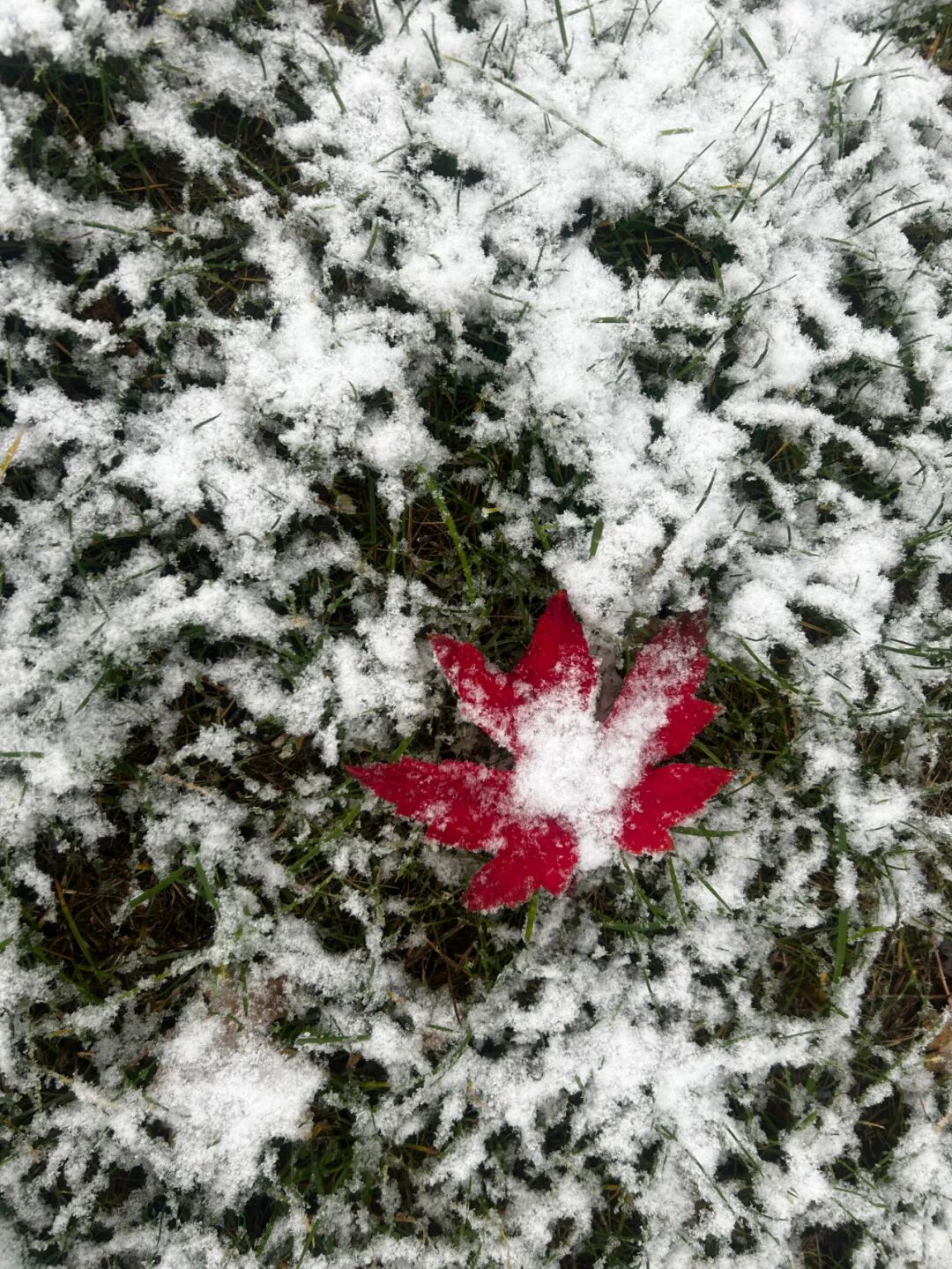 雨夹雪转雪! 局地暴雪! 新疆气象台提示→