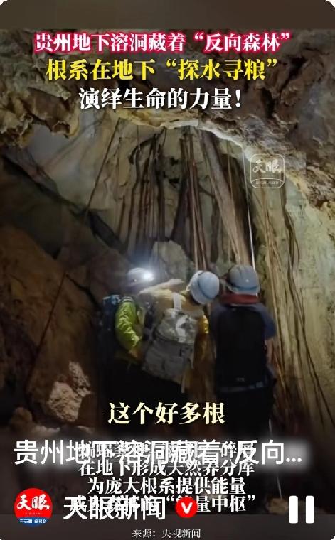 贵州茂兰自然溶洞发现奇观：地表乔木的根系竟穿透岩层！在地下岩洞里长成“反向森林