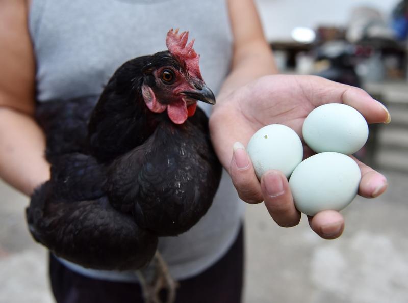 养鸡人有福啦，红糖搭配各种东西养鸡效果超神！大蒜拍碎加红糖，鸡吃了长得壮实，就像