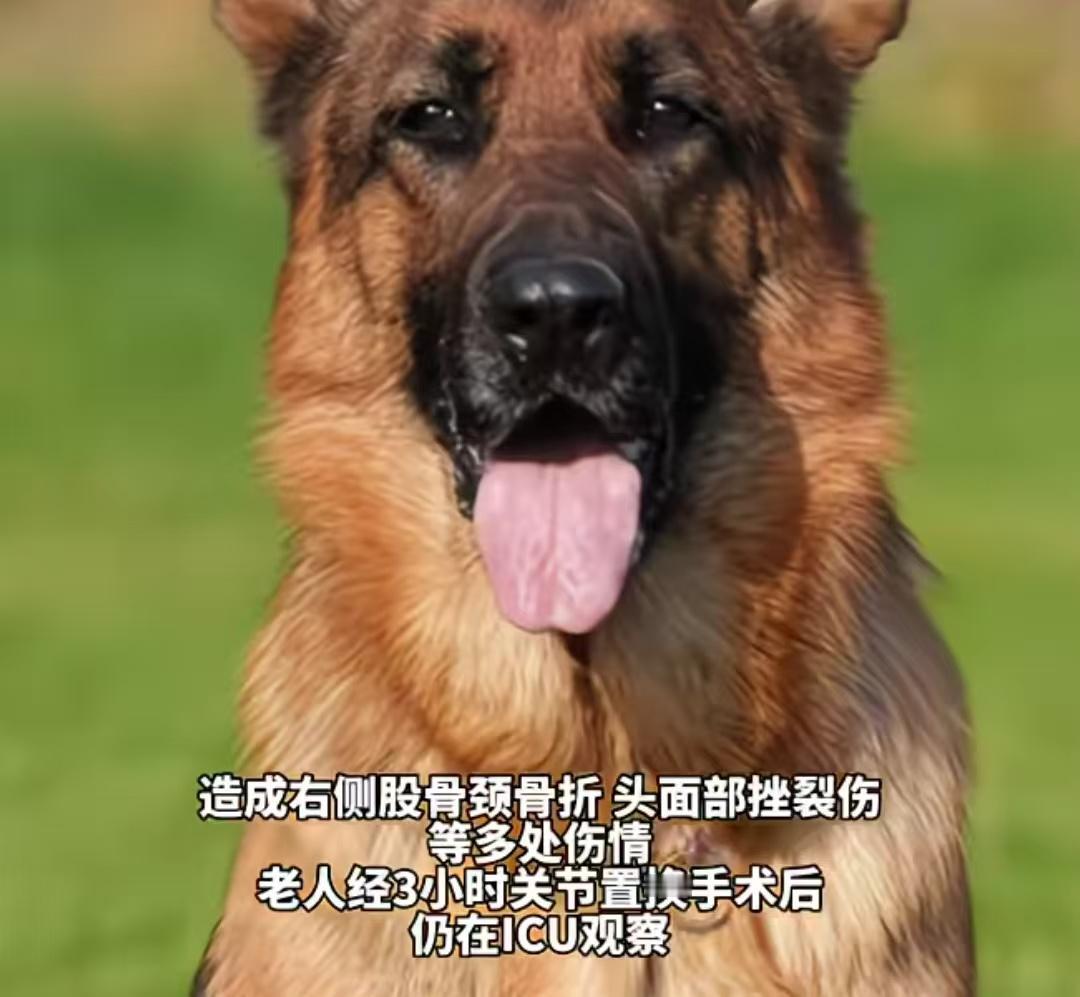 女游客自驾旅游在服务区休息，被旁边没关车门的恶犬冲出来扑咬，导致骨折面部撕裂伤，