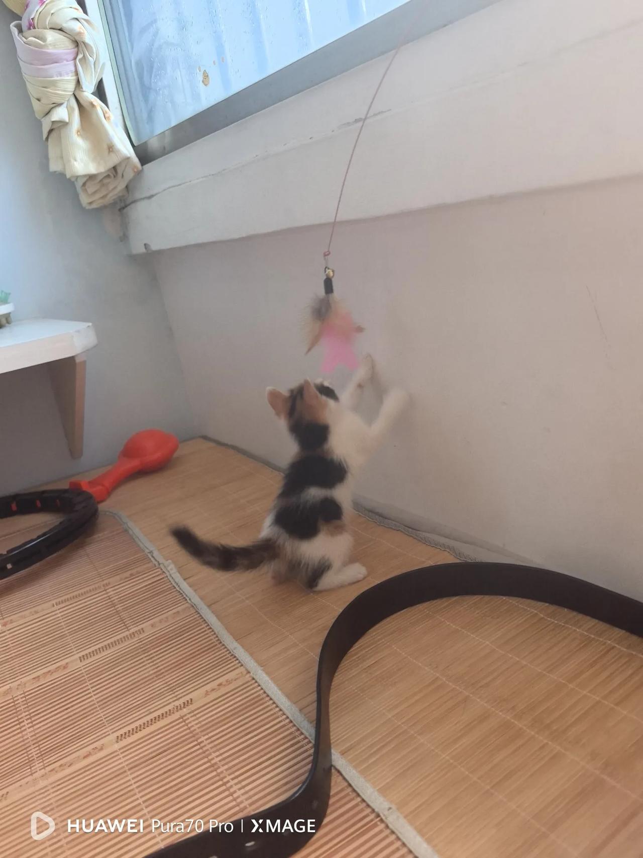 儿子从网上买了个逗猫器，我原本以为好幼稚，结果今天一玩，发现小猫玩的还比较嗨。