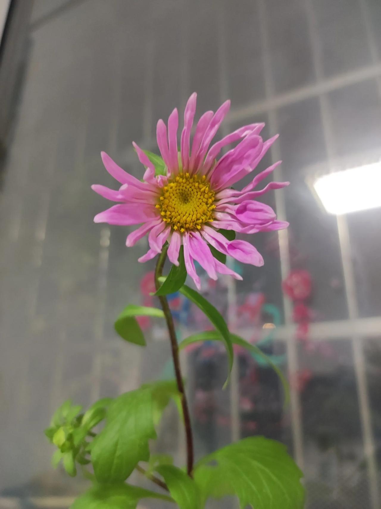 这个不一定要看这个男人的良心有的男人出轨只是一时冲婚头脑过后她会认真反