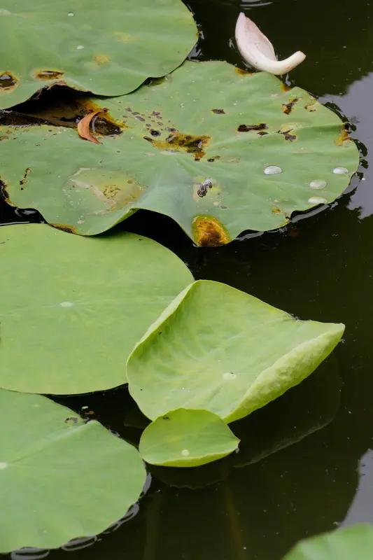 上联：鸟鸣杨柳岸，等你来对！蛙喧莲花池。
