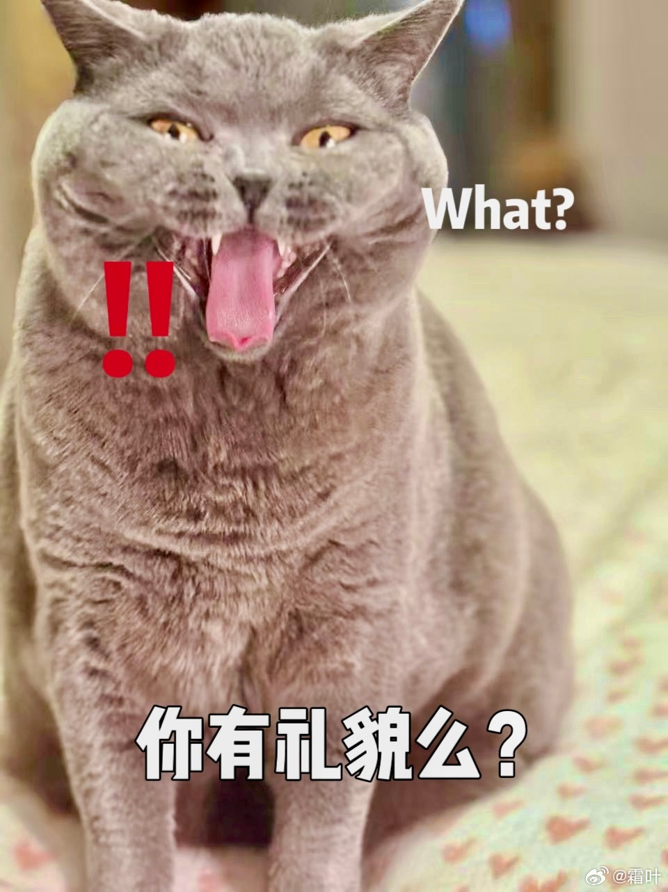 最后一分钟买进一点点🤏猫猫丑照哈哈哈
