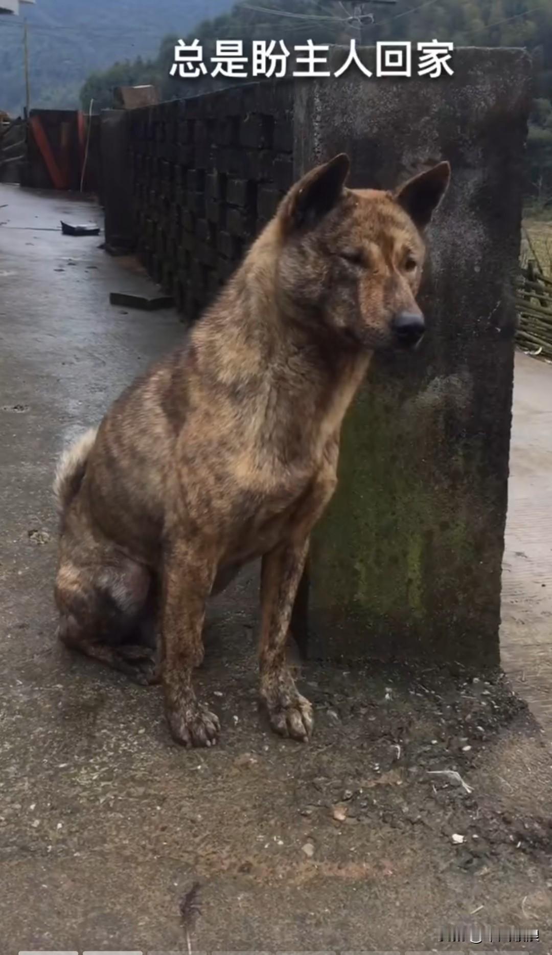 忠诚于主人的狗狗每日都坚守在路上，静候主人归来。无论风雨交加，亦或是昼夜更迭，若