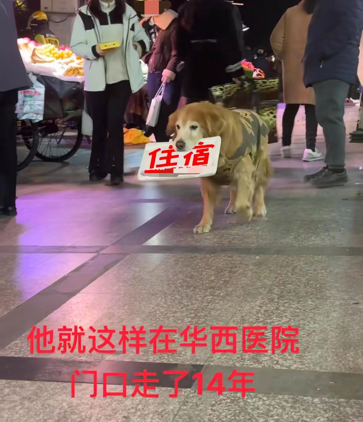 说出来大家可能不太相信，这只外貌超级可爱的大金毛，已经帮主人“揽客工作”足足14