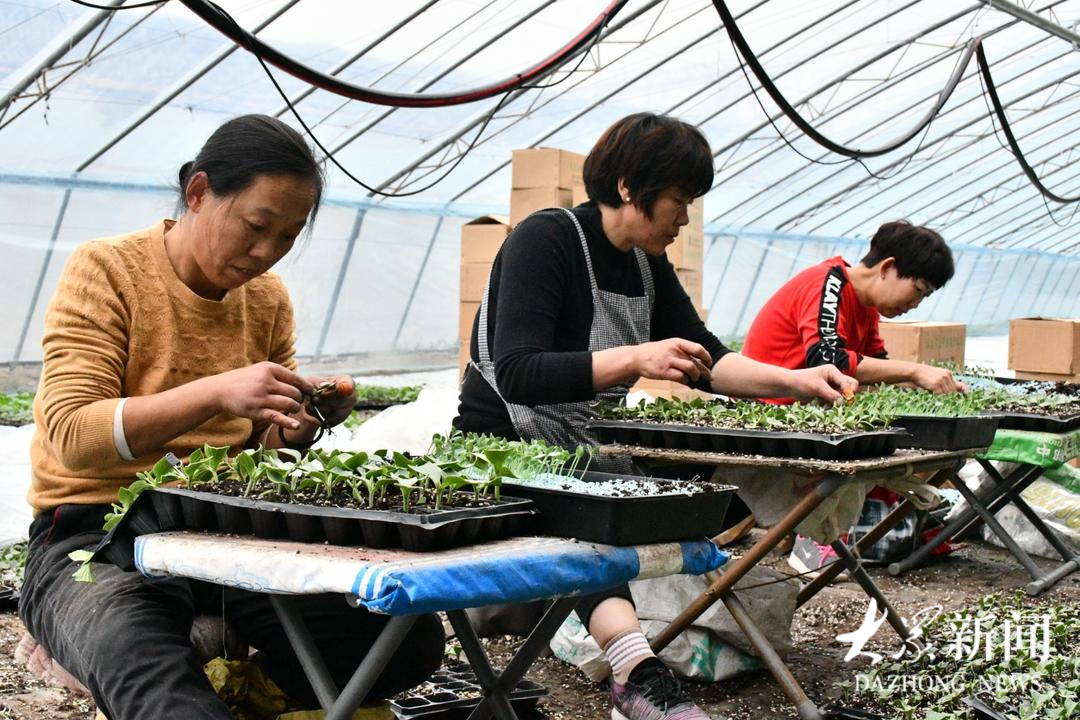 种苗破土“出省”, 西瓜大镇持续延伸产业链