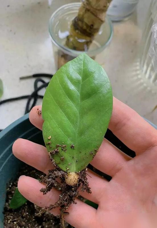 谁懂啊！夏天想养点绿又怕费钱费精力的宝子，直接看这5种“落地就活”的花！最近