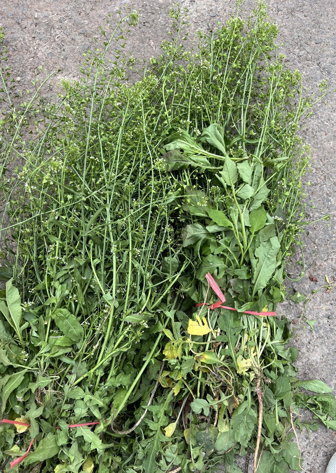 现在，晓得为啥四川春天不挖荠菜，挖折耳根了吧！四川，春天的荠菜已经开花结出心