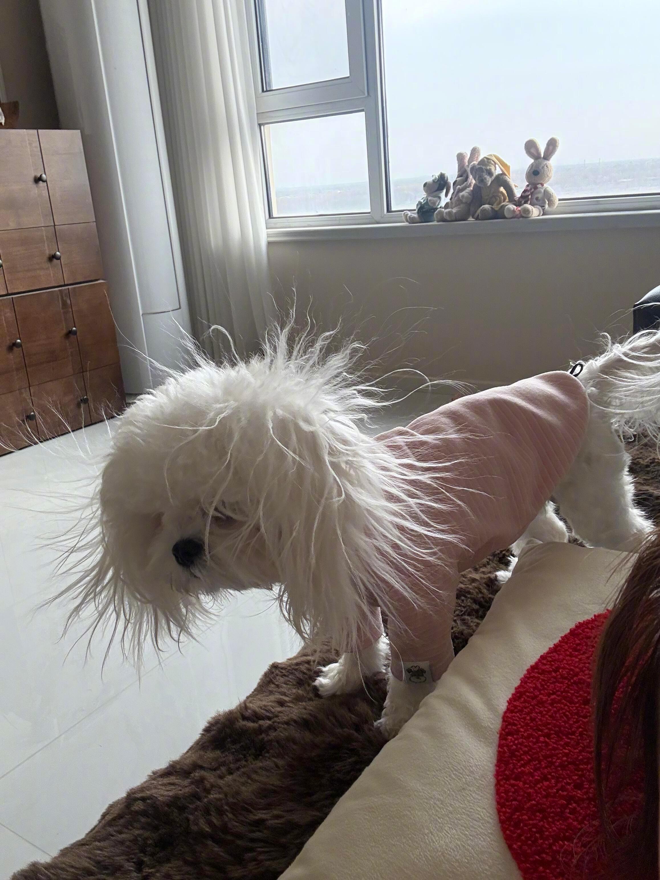 冬天应该给小狗接根地线