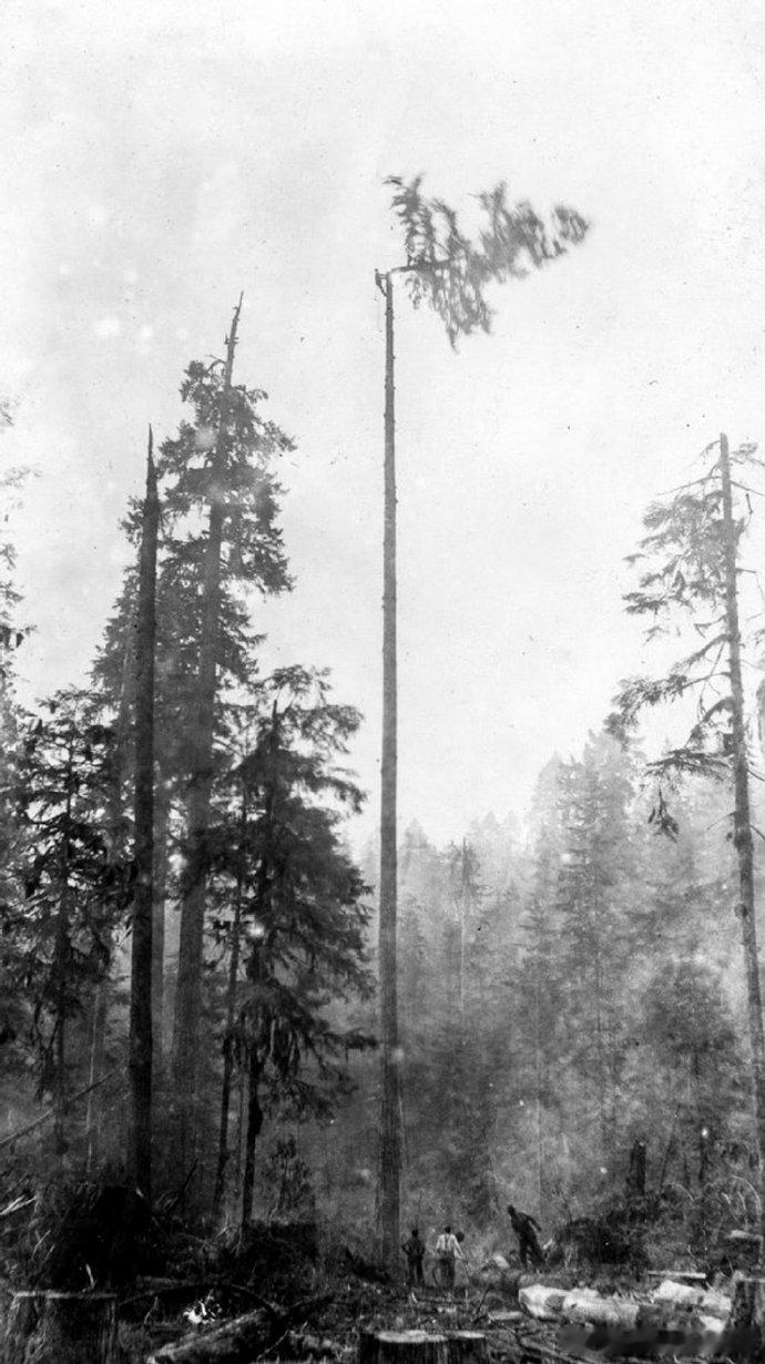 约1900年代，加拿大不列颠哥伦比亚省，伐木工人