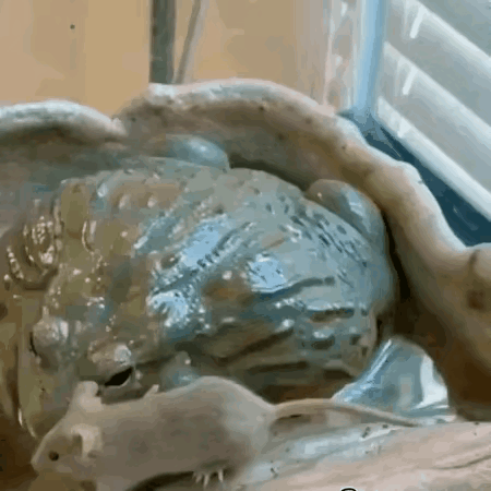 老鼠:咋滴，现在青蛙也要吃我们了？