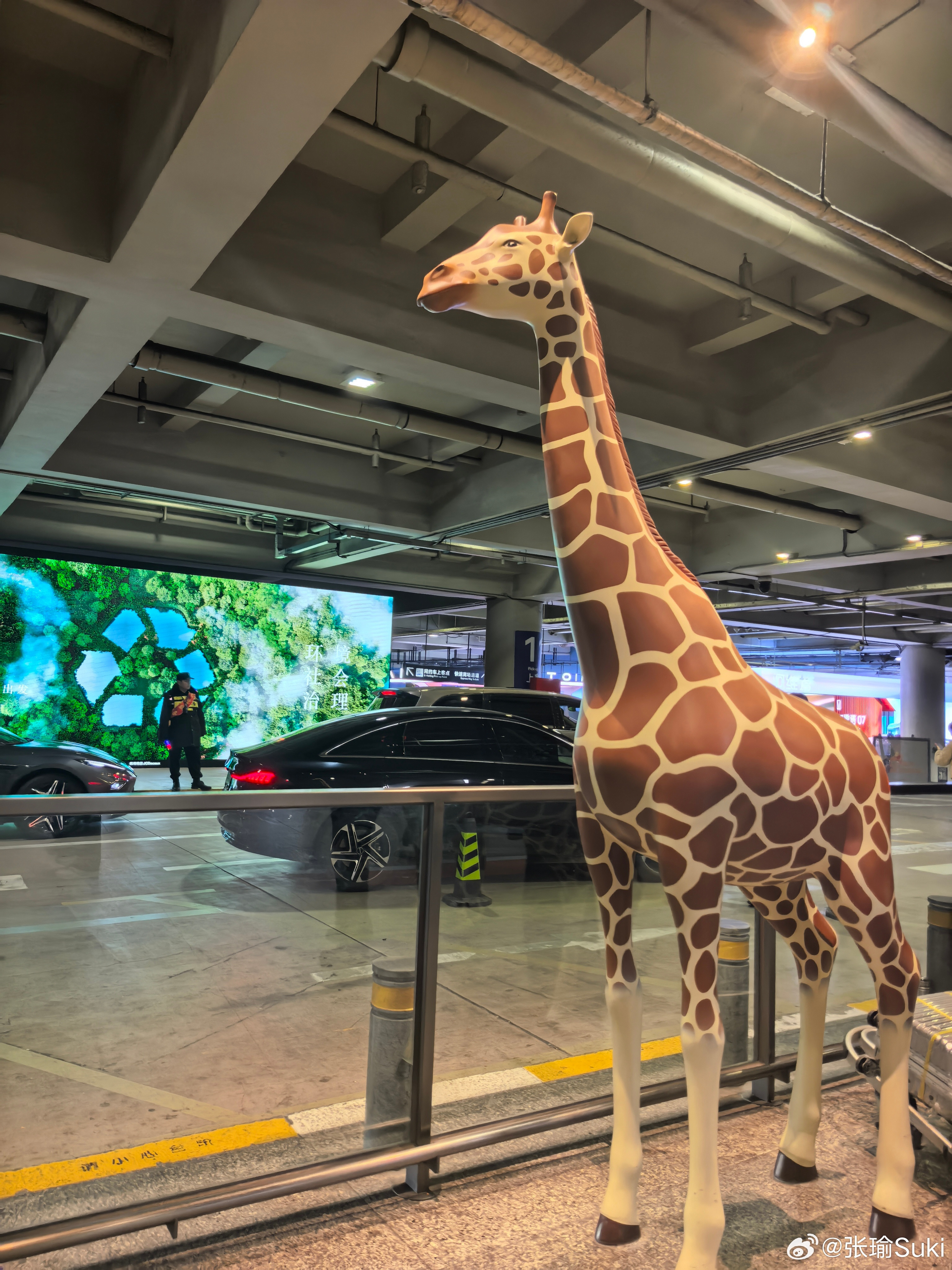 wow！长颈鹿层真的有长颈鹿了啊上海·虹桥机场二号航站楼