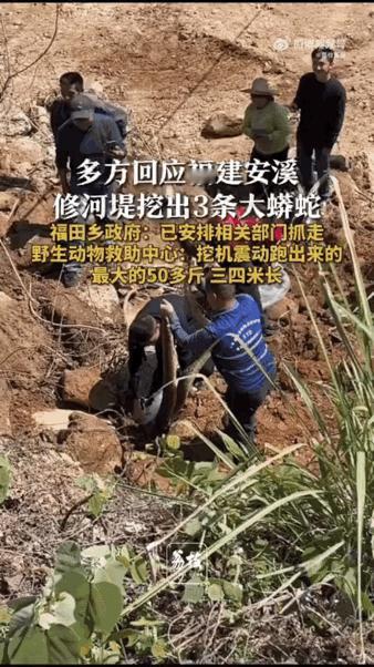 挖掘机铲斗还没落地，土里突然一阵松动。司机还没来得及反应，三条大蟒蛇就这么钻了出