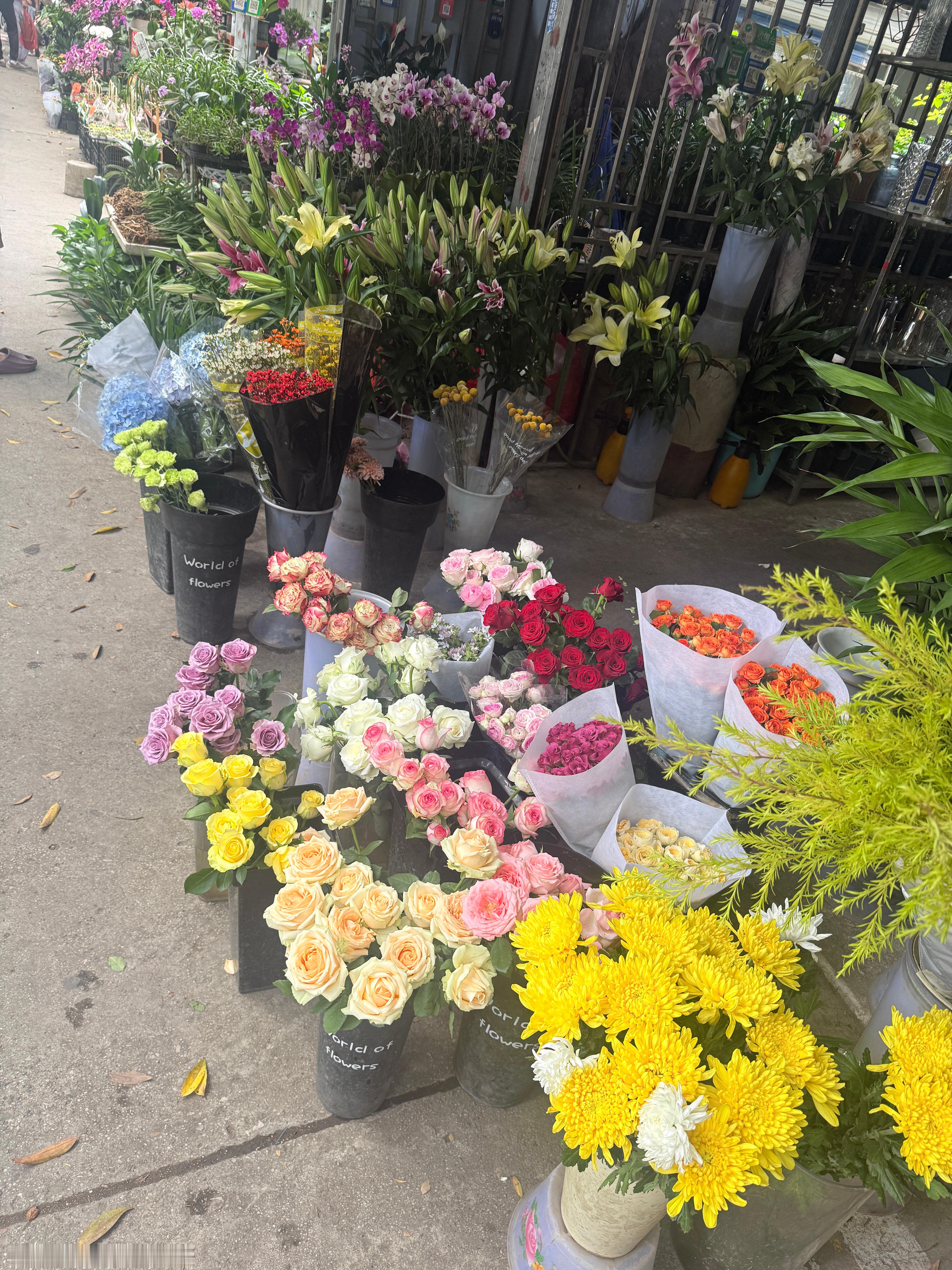 休假第一天逛花鸟市场给父母买了花花🌸和他们一直想要的小猫咪🐱​​​