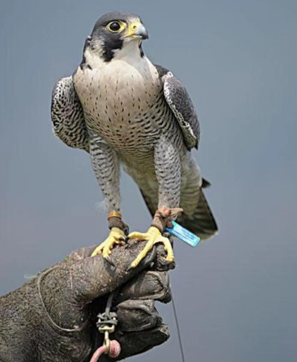 2017年，河南大哥捡到一只大鸟，放生不成后，主动上交林业站。后来得知这只鸟居然