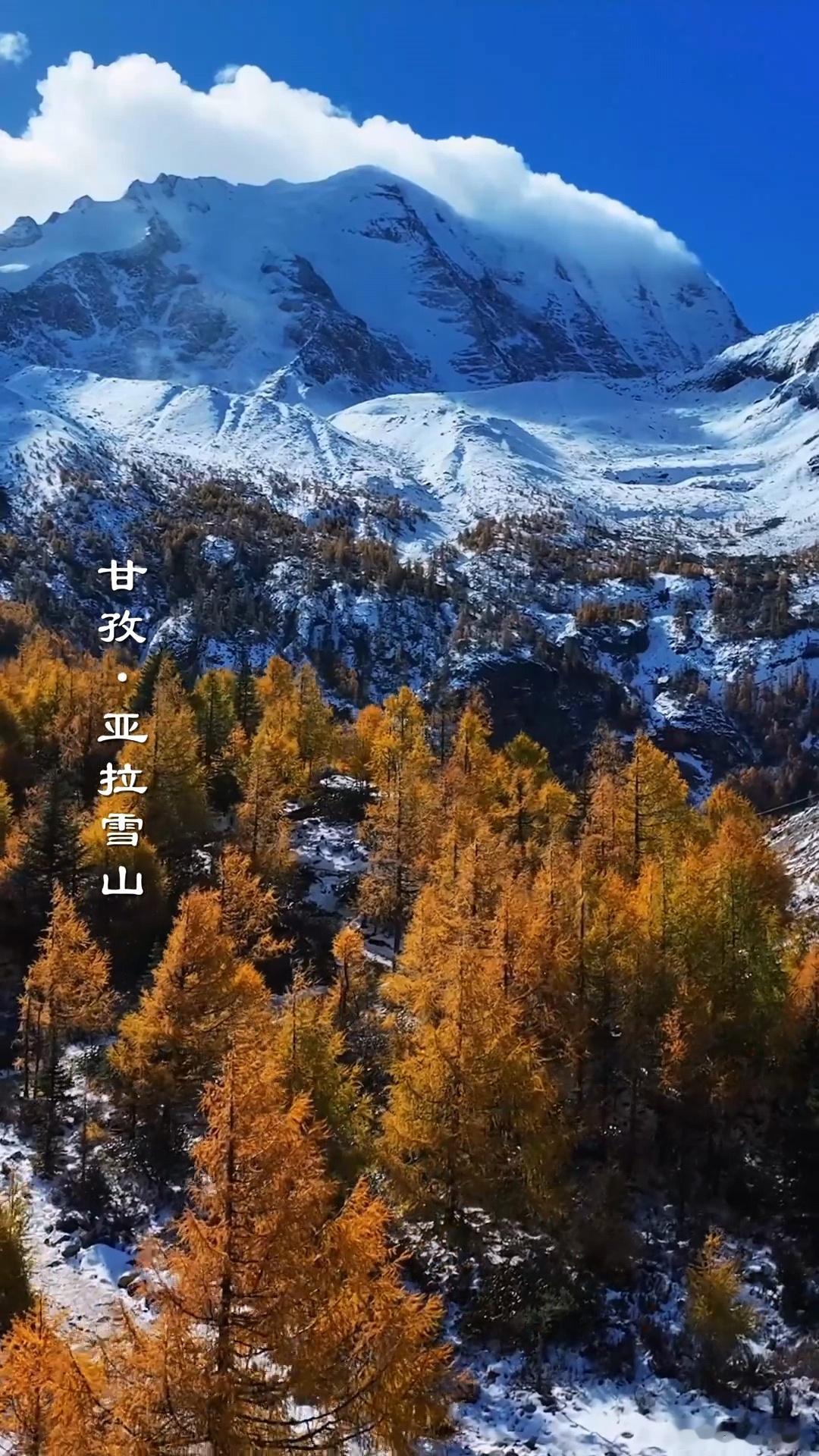 秋临蜀地美入画境四川的秋天，简直燃爆了！雪山下的彩林，像打翻的调色盘，红得炽热，