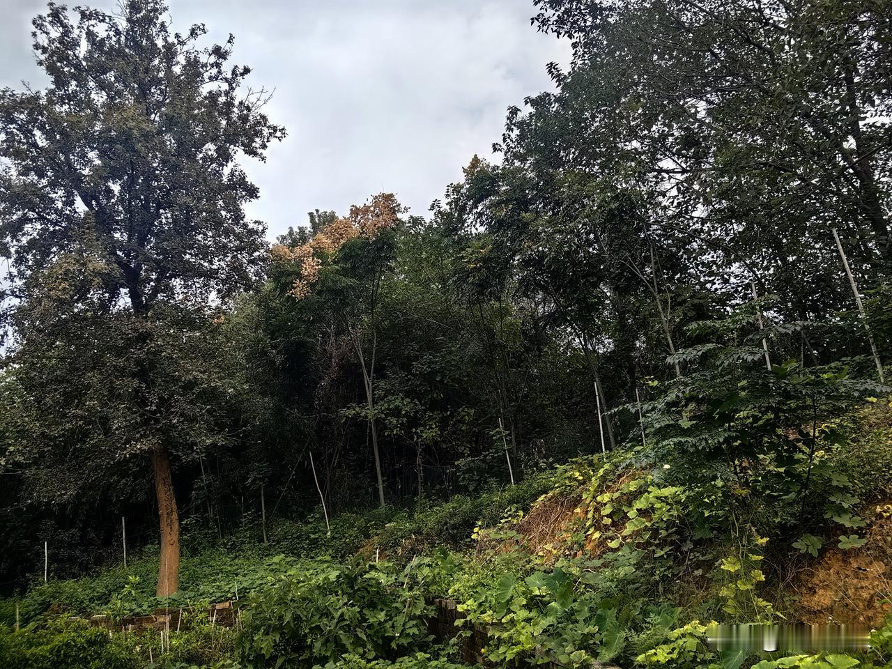 刚刚五十的表弟怅然地离开了人世,按他的遗愿,把他葬在他父母坟墓的中间。望着依偎