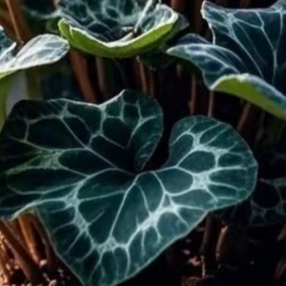 0000仙客来种植方法1.栽培方式：泥炭土+发酵树皮+珍珠岩，疏松柔软、排水透气微酸性土；球根花卉忌