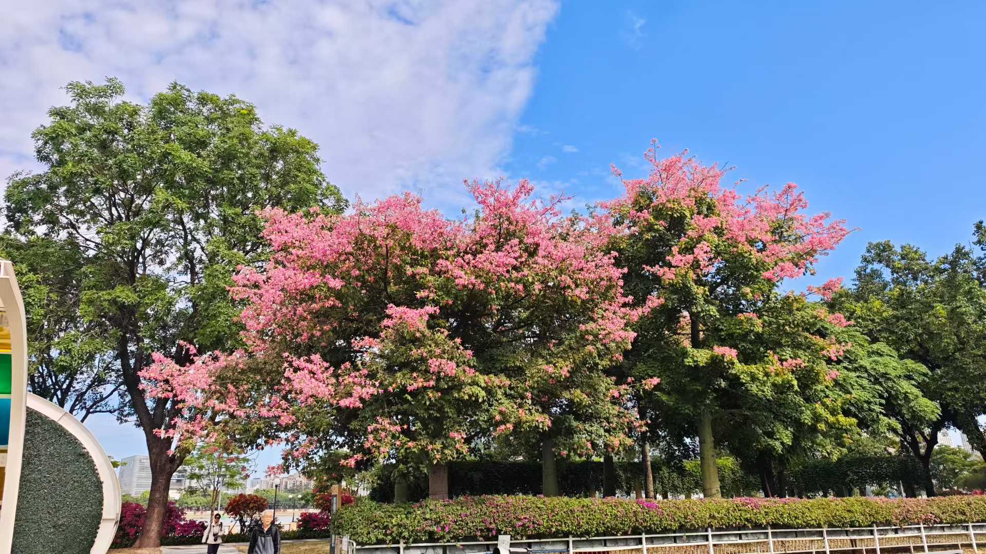 异木棉惊艳秋日蓝天花海与都市的浪漫邂逅，就在珠江畔这片温柔粉霞里...