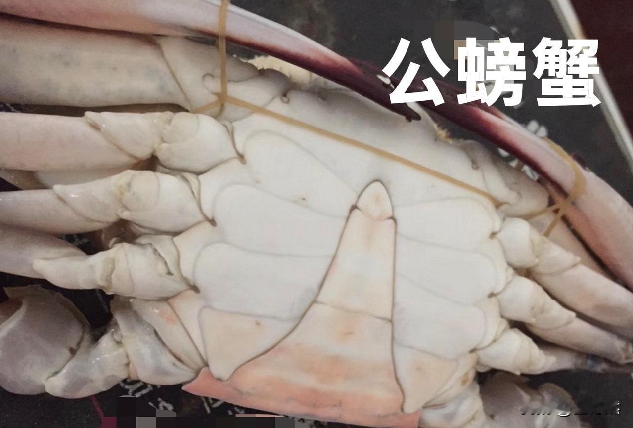 马上就要到中秋节了，过节的时候我们餐桌上少不了蟹子。因为中秋前后的梭子蟹最肥美。