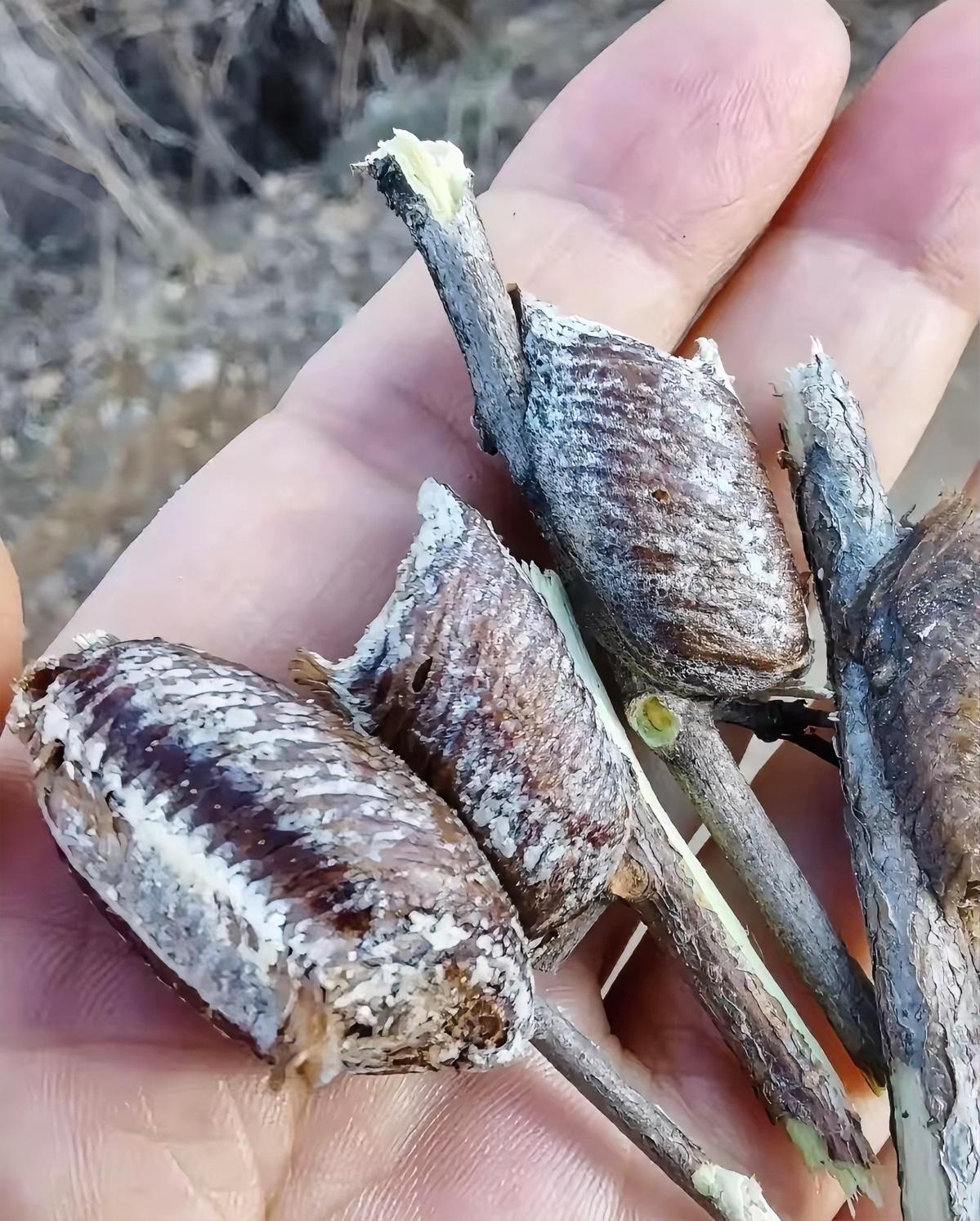 不准说普通话，请用方言叫出它的名字，能叫出来的算你厉害！