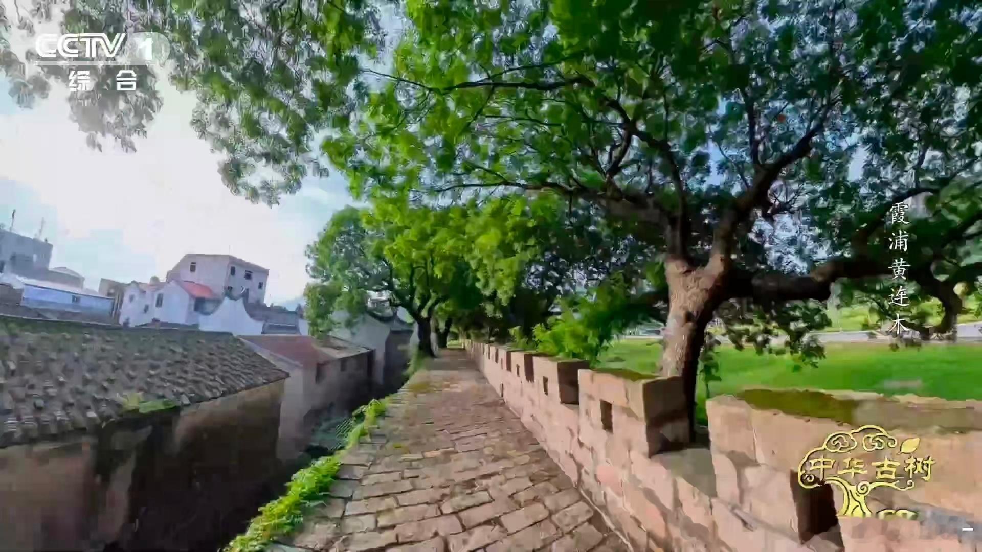 每道石缝都是树根与时光共同雕琢的艺术品！古树用缓慢而坚定的生长，把防御工事转化为