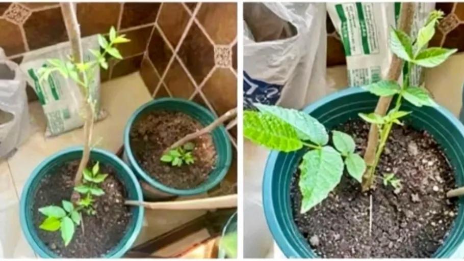 求助！这真的是无花果苗吗😅在PDD买了两棵无花果苗，倒是成活了，可这叶子