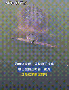 广东钓友这波操作直接封神！钓鱼钓得犯困刷手机，抬头竟等来只主动“投怀送抱”的甲鱼