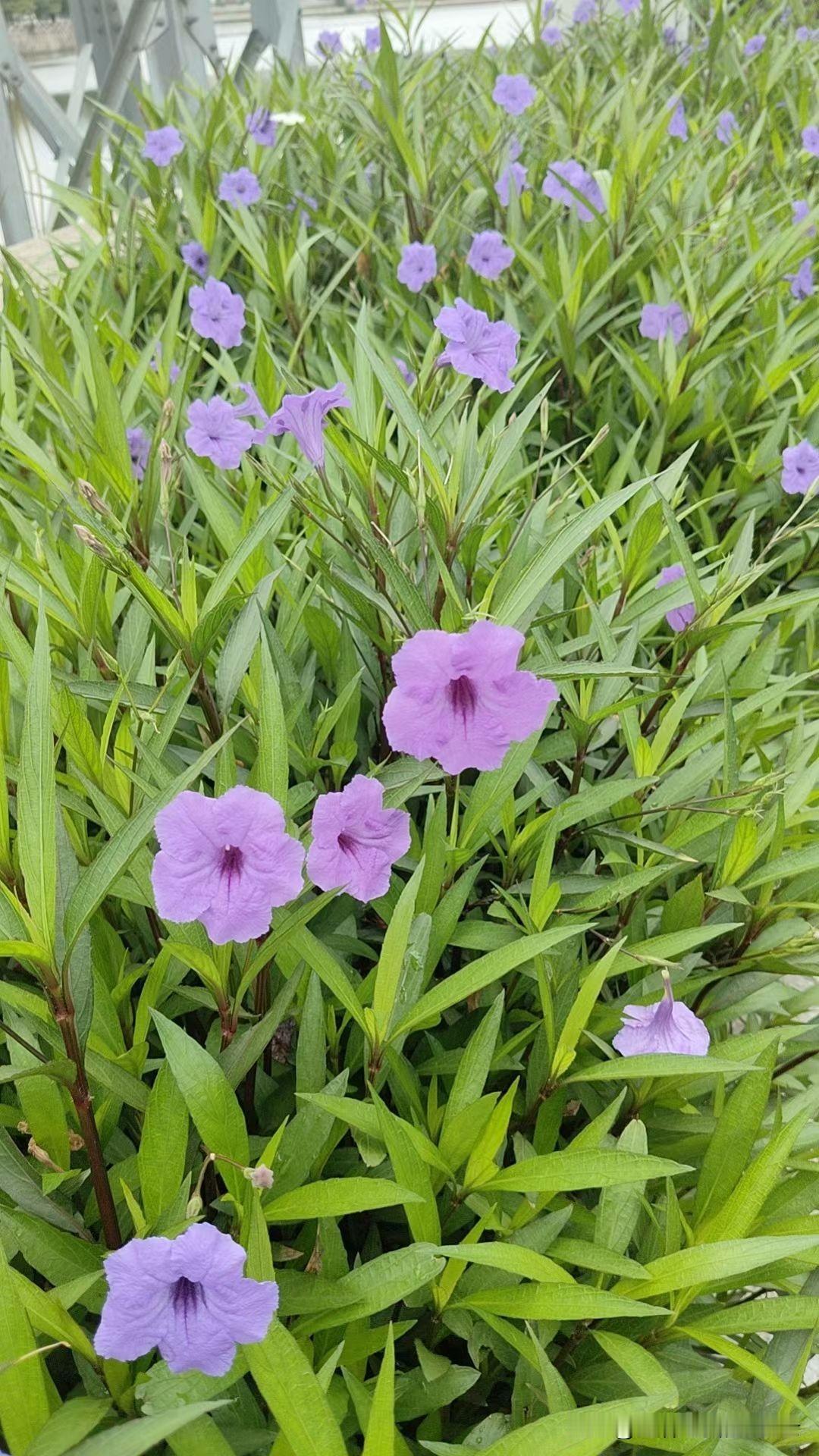 在电梯遇到一位送蔬菜的外卖员，他正好送我们所在的28楼，和他聊了几句。他说送