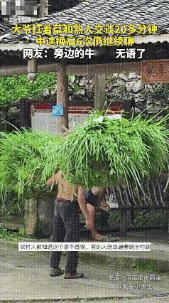 难以置信！贵州丹寨，一大爷割草回家途中，遇到熟人，扛着草与其交谈20多分钟，中途