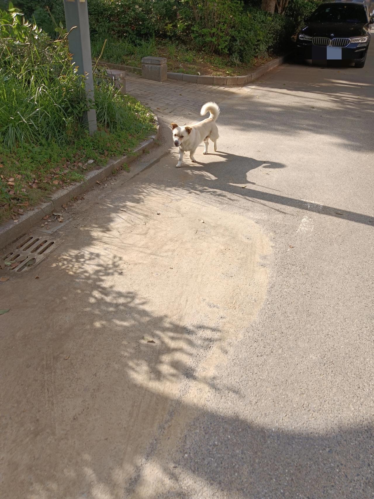 小区里悠哉悠哉到处跑的小狗，如果它朝我扑过来，我踹它一脚，算不算正当防卫？