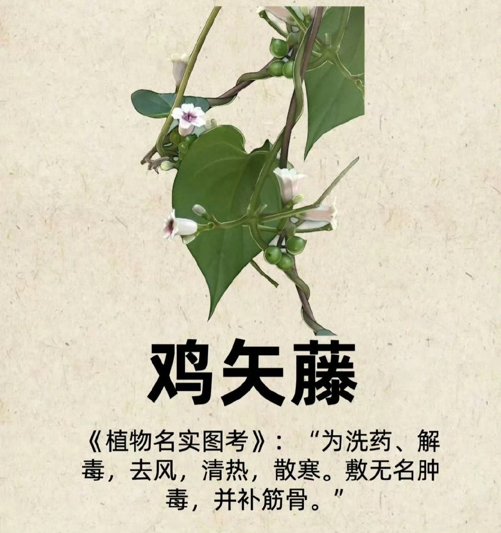 “常见中草药图谱...”​​​​