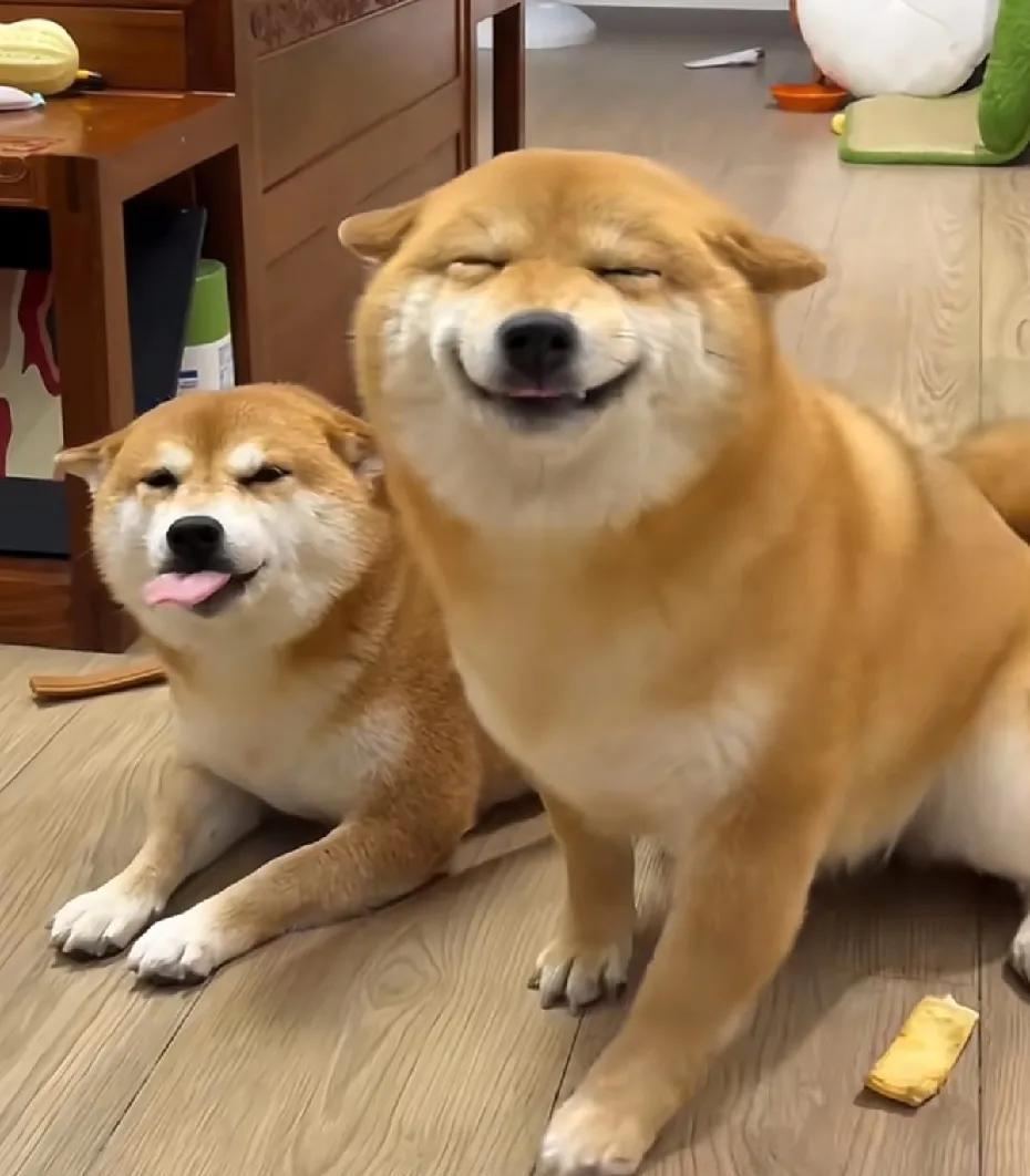 日本柴犬总是给人感觉有点皮笑肉不笑的，浑身散发着一股东洋风，尽显阿谀奉承之态，但
