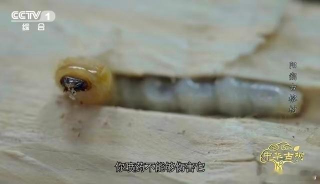 广西阳朔这棵古榕藏着千年故事！1500岁树龄、4个篮球场大的树冠，曾因天牛虫害岌