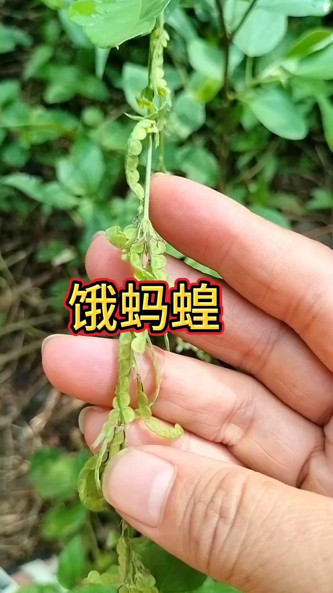 农村常见的“恶马皇”你认识吗？🌿这宝贝在农村很常见，可惜知道它用处的人不多。