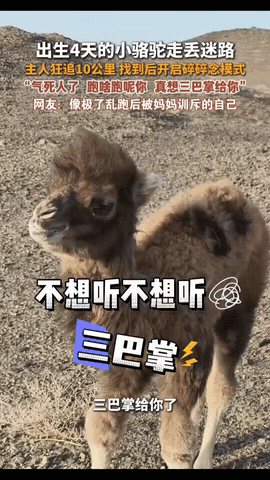 内蒙古，一只刚出生4天的小骆驼，因为受到同伴排挤离家出走，主人找了一天走了10公