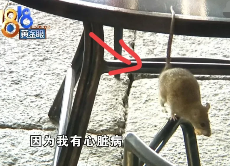浙江萧山，女子在餐厅吃饭，发现室外餐桌有一只大老鼠偷吃花生，拍了照，结账花了21