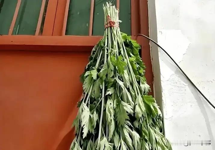 端午挂艾的6个讲究，老辈人都在照做，挂对了福气满满“清明插柳，端午挂艾”，