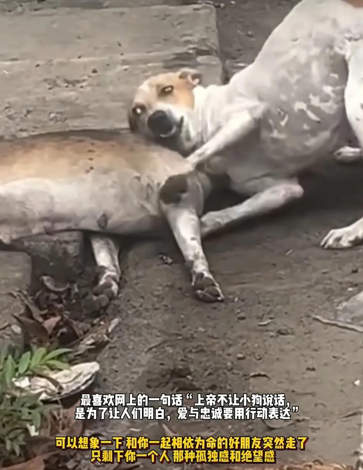 一条狗狗在死掉的同伴前悲伤地哭泣。