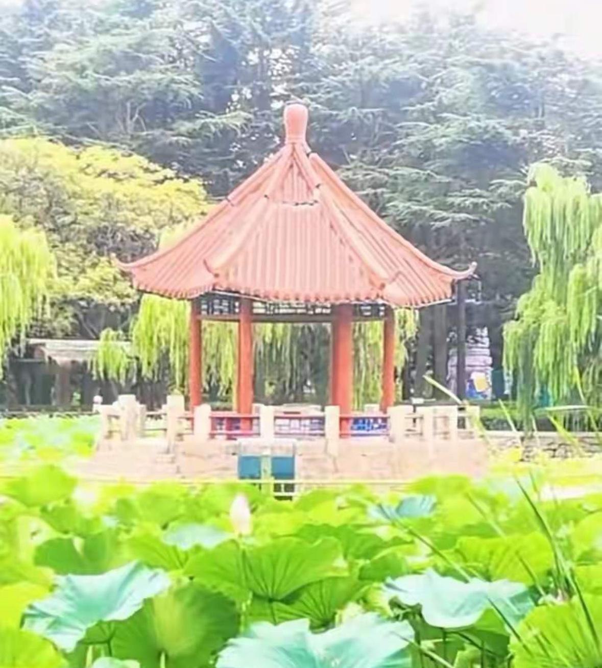 青岛一不小心就上热搜了！中山公园那小西湖的湖心亭，在修缮重新开放还不满一年的情
