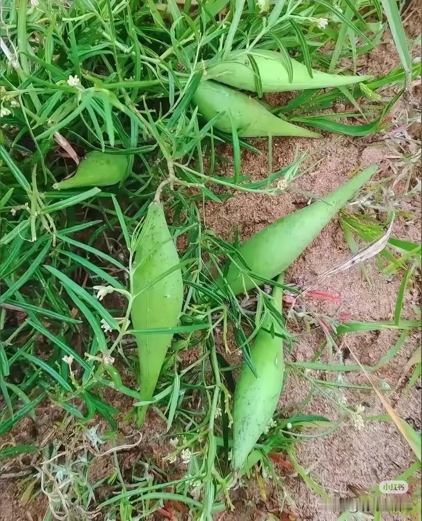 我在农村长大的，从来没见过这种植物。