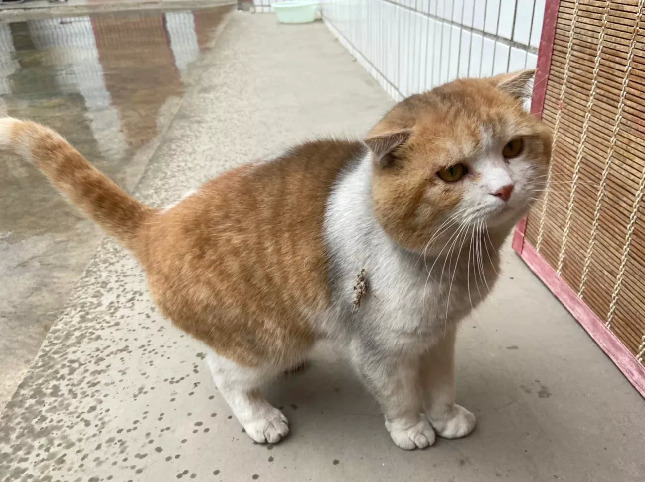 回老家的小猫咪快乐但黑了点！