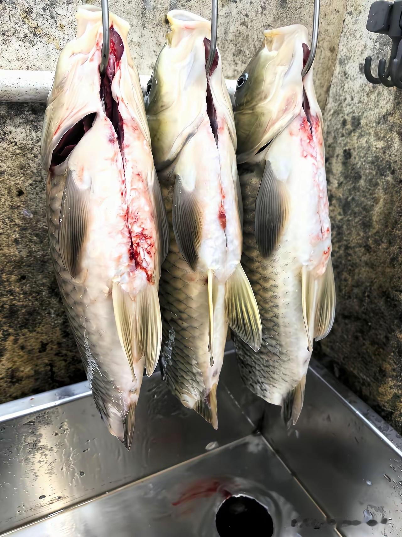 一个敢切，一个敢吃，真是太牛了！[捂脸哭][捂脸哭]