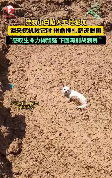 “虚惊一场！”陕西西安，一男子在工地巡视，意外发现一只流浪狗陷入泥坑，进退两难，