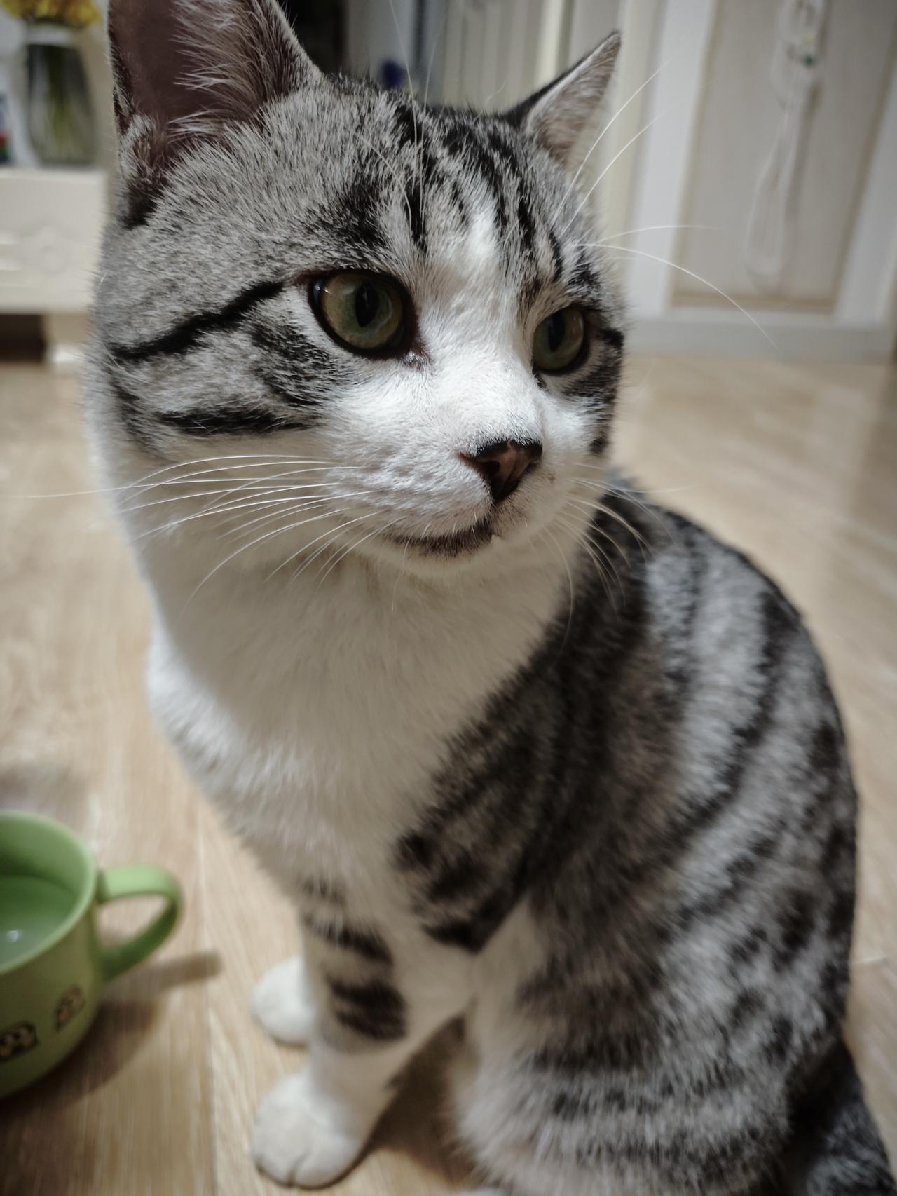 我家虎斑就被小区一个狸花欺负过，满身是伤，心疼死了。另一只三花小母猫每次下去玩也