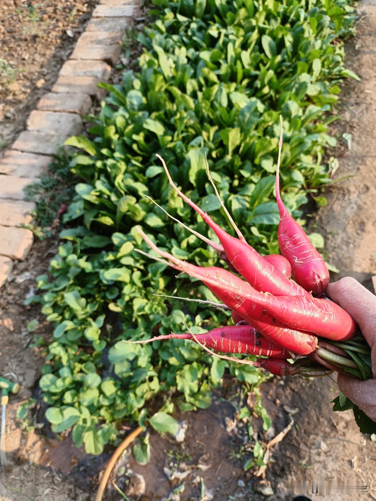 做晚饭前我去菜园拔菜，每天去菜园拔菜我心情特别好。我家菜园特别大，种菜种的也