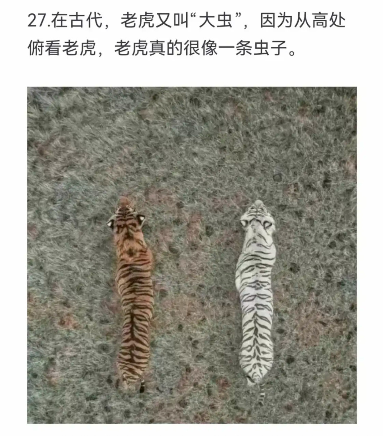 老虎真的很像一条虫子​​​